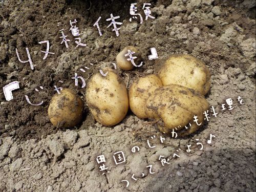 堀りたてのじゃがいも