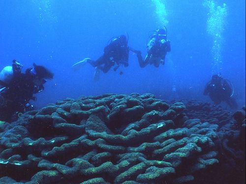 世界最大の群落規模を誇るオオスリバチサンゴとダイビング