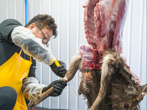 市内の加工場で食肉加工される、駆除されたシカ