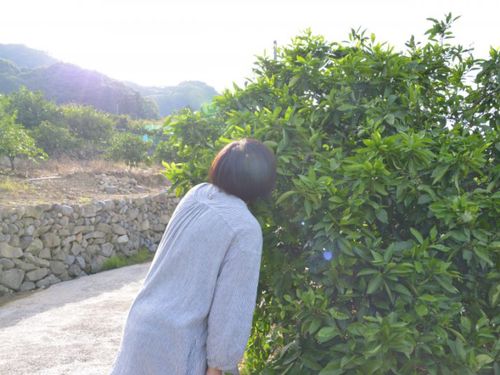 裏山に広がるみかん畑は、宿泊者に大人気！最高の散策ルート