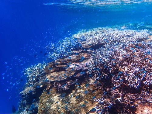 自然と寄り添う生活が育む豊かな海