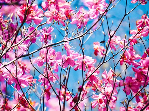 美しいアケボノツツジの花
