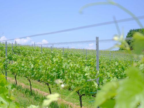 空の青とぶどうの葉の緑のコントラストが非常にきれいです