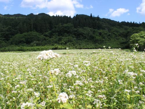 日本の原風景の残る美しい山里です