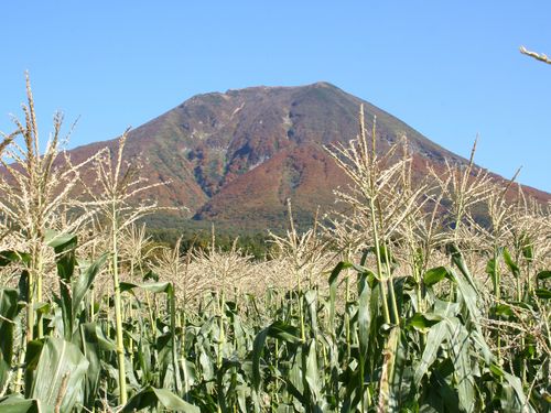 寒暖差が激しいため、甘い「きみ（とうもろこし）」が育ちます