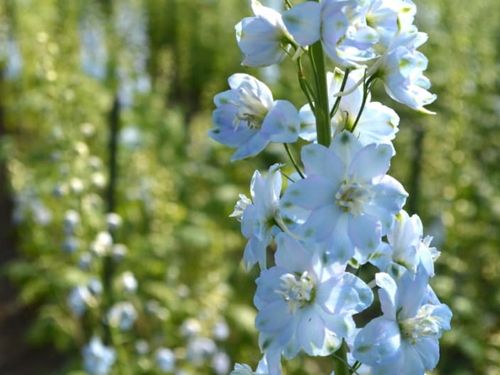 テレビ番組等でもよく目にするデルフィニウムの花