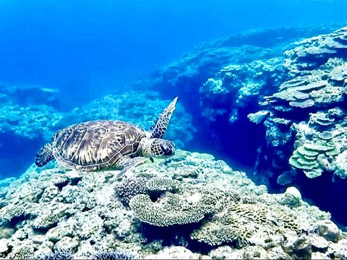 海ガメと出会える感動！