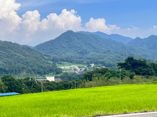 家を出てすぐに見える田んぼの景色