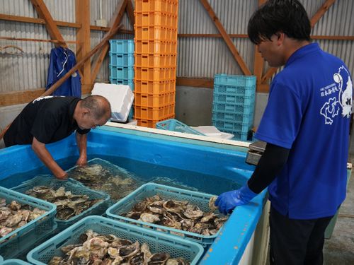 岩ガキを出荷