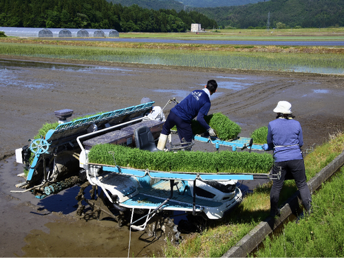 田んぼの田植え作業