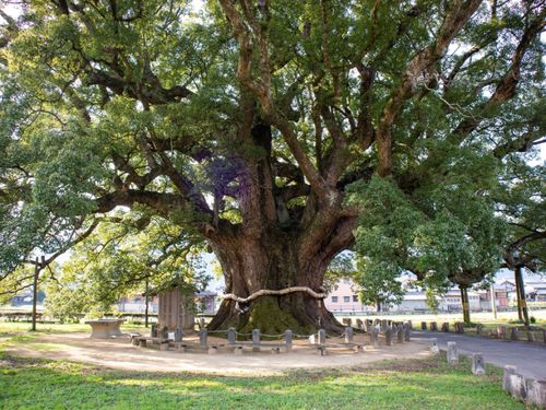 国指定特別天然記念物樹齢1000年とされる『加茂の大クス』