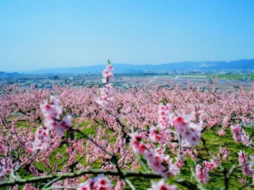 紀の川市WEEK！　7月24日（水）～28日（日）