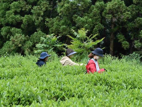 ●他の体験プログラムの様子【茶摘みに挑戦！出来立てのお茶を味わう】／一芯二葉で一つずつ丁寧に、「夏も近づく八十八夜」の茶摘み歌も思い出しながら・・・摘んだ茶葉を今度は蒸して、揉んで、乾かして。頑張っていっぱい摘んだ茶葉は、いつの間にか３分の１ほどに。たくさんお茶を作るのはとても大変なんだな～と痛感しました。 