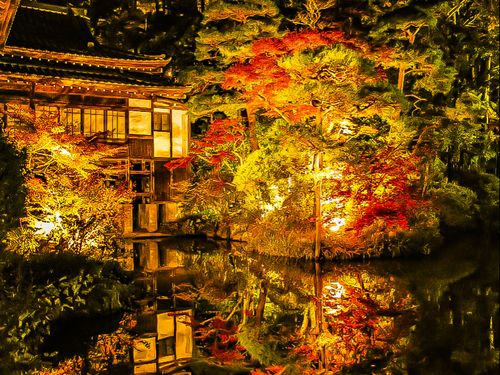 ミシュラン１つ星の神社の紅葉ライトアップ。桜も名所です