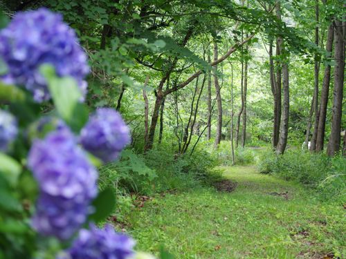 自然豊かなハイキングコース（ホームページより）
