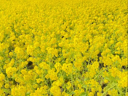 色鮮やかな菜の花