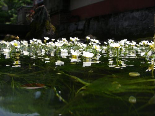 水面から顔を出す梅花藻