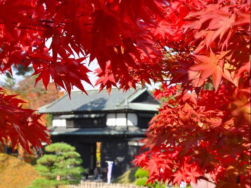 弘前公園は秋の紅葉も魅力の１つ