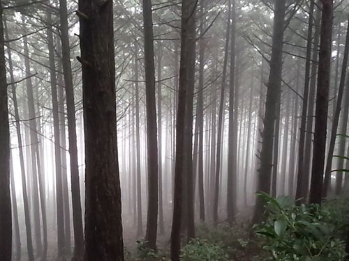 広大なヒノキ林の風景は圧巻です