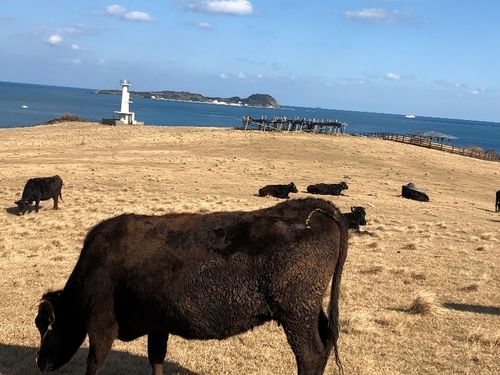 加部島の牧場から見る小川島