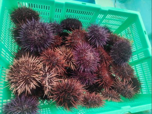 伊方町の特産品「赤ウニ」
