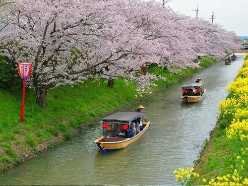 日本三大水郷のひとつ・近江八幡の水景を楽しみましょう！