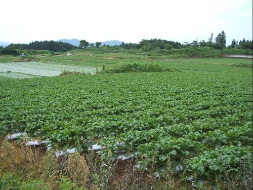 日当たりと水はけの良い溶岩台地の上では、広大なだいこん畑が広がる。