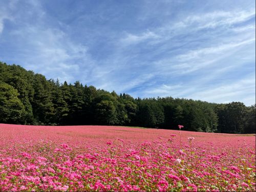 例年９月下旬～10中旬に見ごろを迎える「赤そばの里」