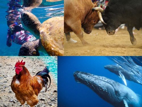 世界自然遺産に選ばれた自然や生き物と出会えます