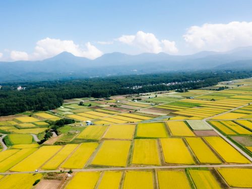 茅野市の田畑