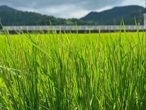 北アルプスからの美味しい水と珍しい地質からできるお米