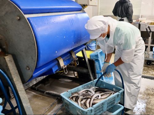 海の側の水産加工場でハモを洗う様子