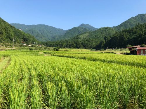 山あり