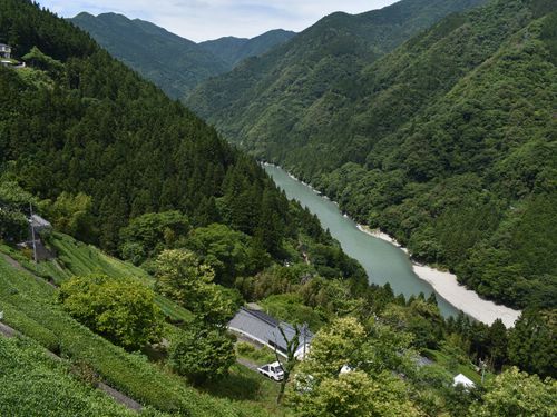 中井侍地区のお茶畑