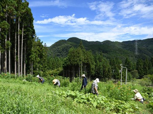 9月はごぼう畑の草で草木染
