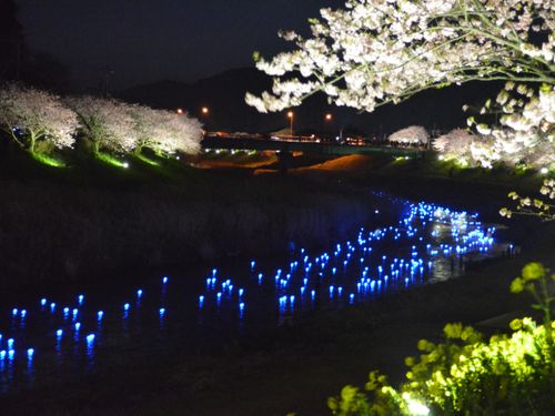 ２月の夜桜は超幻想的です！