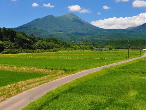 田んぼ道