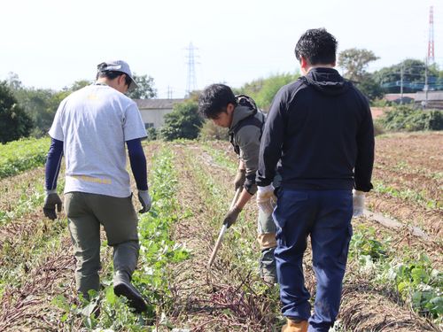 さつまいものつる切り方法を教わっている写真です！