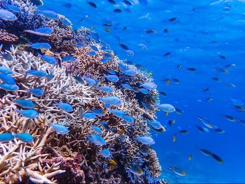 開発が進んでいないために豊かな自然も残る島