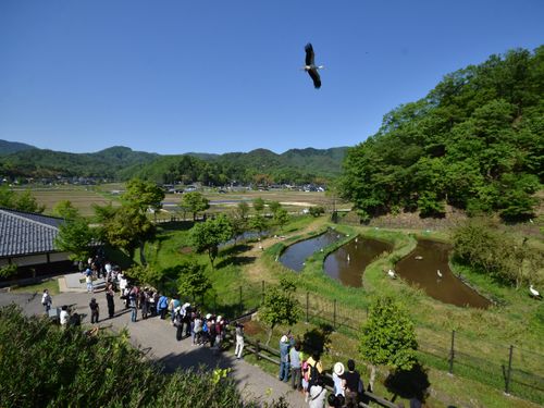 放鳥直後のにぎわい（県立コウノトリの郷公園観察広場）