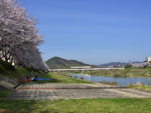 夢前川の桜並木と姫新線
