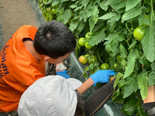 地域の特産品であるトマトについて学ぶ地域みらい留学生