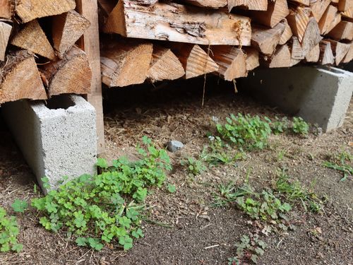 実際に生えている野草を採集します（写真はカタバミ）