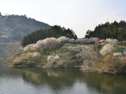 春の月ヶ瀬