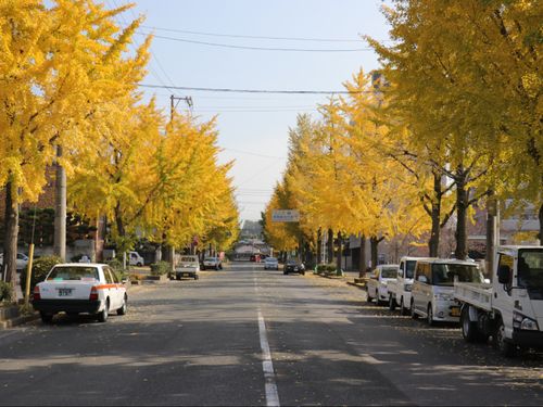 まちなかにも四季を感じられる風景が🍁