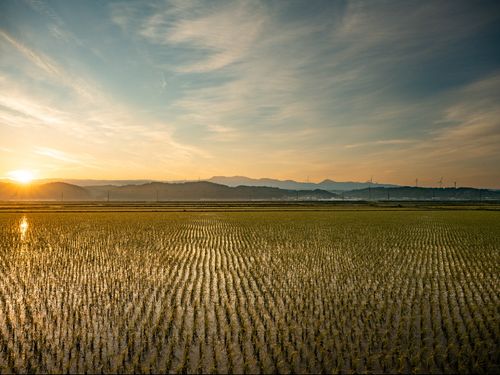 田植えを終えたばかりの田んぼと山腹の風車群