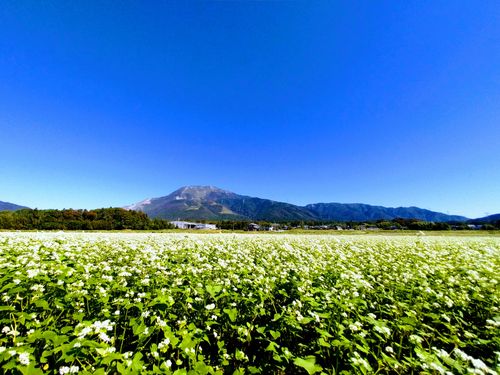 伊吹山とそばの花