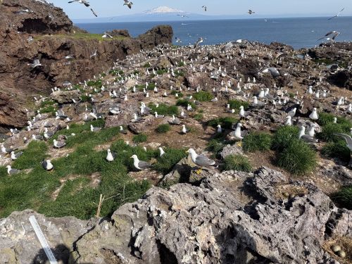 繁殖期のウミネコを確認する現地活動