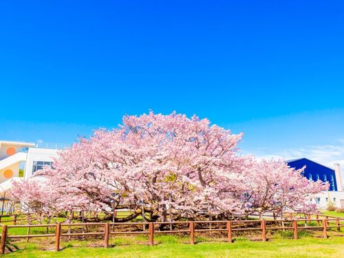 空の青に映える千島桜。別海で桃色の息吹を感じませんか？