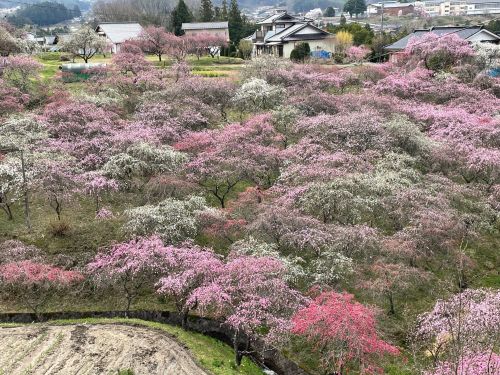 春、4月の駒ヶ根（空き家掘り起こしに力を入れているエリアです）
